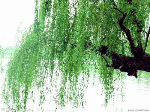 南方-木本观叶、果类-花卉-图片 南方-木本观叶、果类-花卉-图片