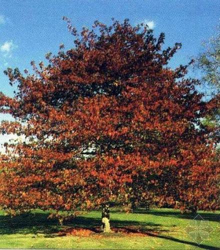 南方-木本观叶、果类-花卉-图片 南方-木本观叶、果类-花卉-图片