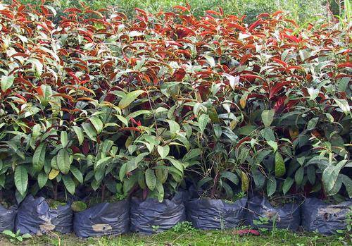 南方-木本观叶、果类-花卉-图片 南方-木本观叶、果类-花卉-图片