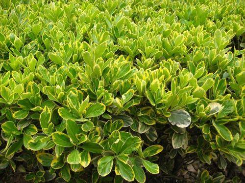 南方-木本观叶、果类-花卉-图片 南方-木本观叶、果类-花卉-图片