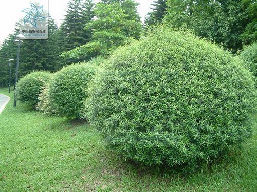 南方-木本观叶、果类-花卉-图片 南方-木本观叶、果类-花卉-图片