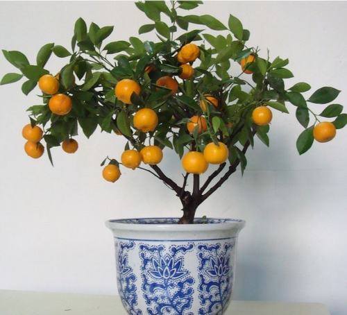 南方-木本观叶、果类-花卉-图片 南方-木本观叶、果类-花卉-图片