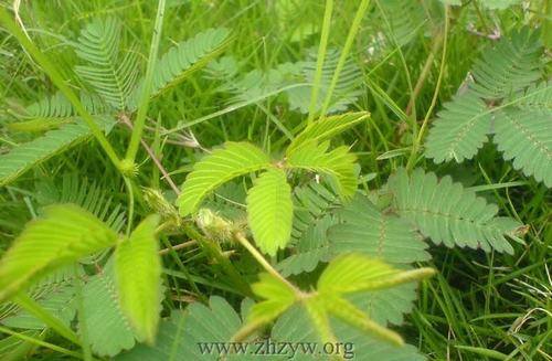 南方-木本观叶、果类-花卉-图片 南方-木本观叶、果类-花卉-图片