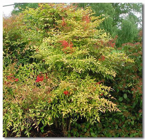 南方-木本观叶、果类-花卉-图片 南方-木本观叶、果类-花卉-图片