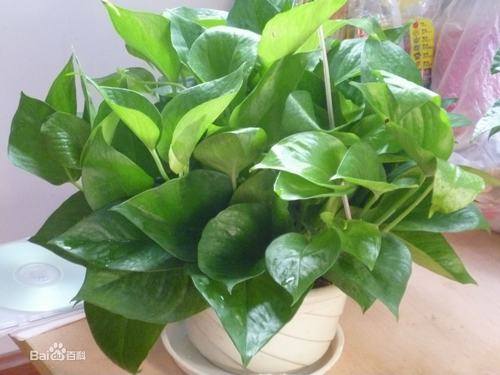 南方-攀援类-花卉-图片 南方-攀援类-花卉-图片