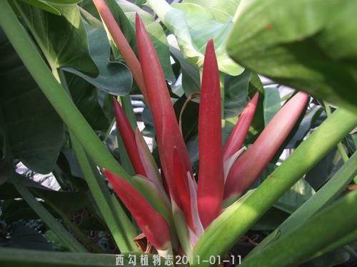 南方-攀援类-花卉-图片 南方-攀援类-花卉-图片