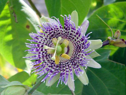 南方-攀援类-花卉-图片 南方-攀援类-花卉-图片