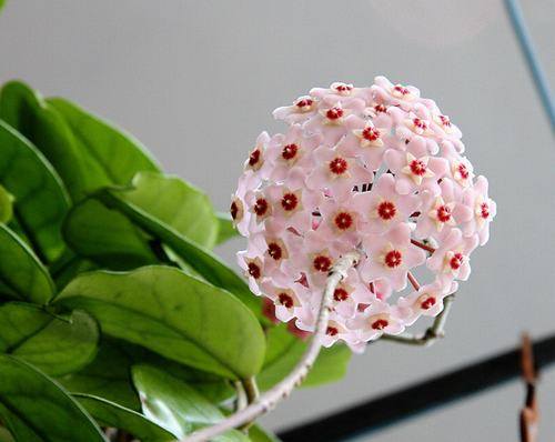 南方-攀援类-花卉-图片 南方-攀援类-花卉-图片