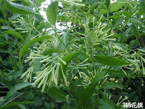 南方-攀援类-花卉-图片 南方-攀援类-花卉-图片