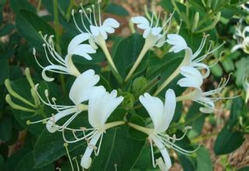 南方-攀援类-花卉-图片 南方-攀援类-花卉-图片