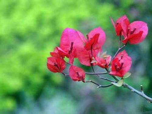 南方-攀援类-花卉-图片 南方-攀援类-花卉-图片