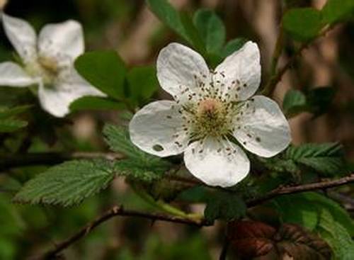 南方-攀援类-花卉-图片 南方-攀援类-花卉-图片