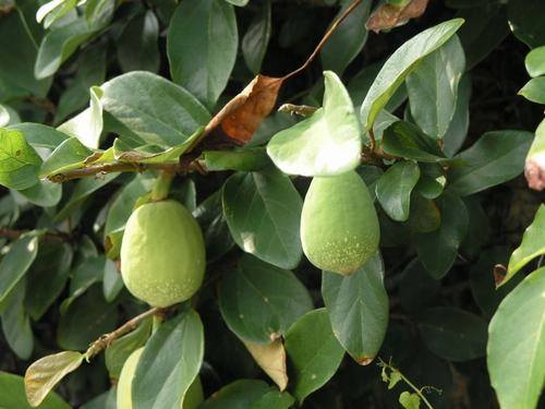 南方-攀援类-花卉-图片 南方-攀援类-花卉-图片