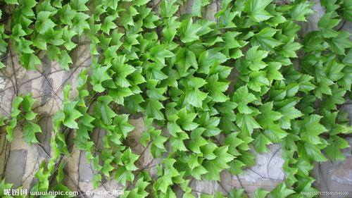 南方-攀援类-花卉-图片 南方-攀援类-花卉-图片