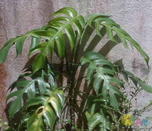 南方-攀援类-花卉-图片 南方-攀援类-花卉-图片