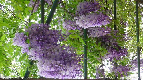 南方-攀援类-花卉-图片 南方-攀援类-花卉-图片