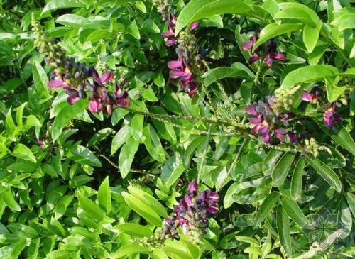 南方-攀援类-花卉-图片 南方-攀援类-花卉-图片