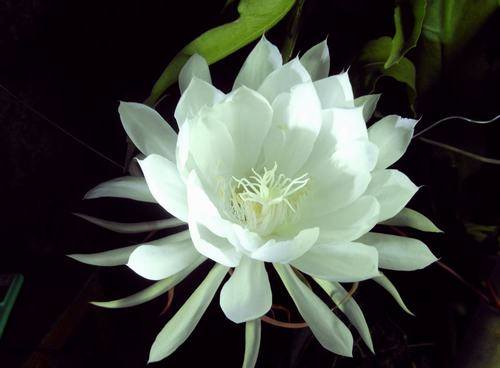 南方-肉质类-花卉-图片 南方-肉质类-花卉-图片