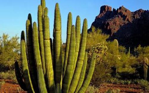 南方-肉质类-花卉-图片 南方-肉质类-花卉-图片