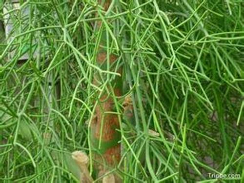 南方-肉质类-花卉-图片 南方-肉质类-花卉-图片