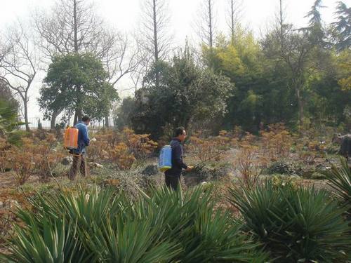 南方花卉繁殖栽培管理图片 南方花卉繁殖栽培管理图片