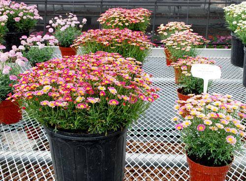 南方花卉繁殖栽培管理图片 南方花卉繁殖栽培管理图片