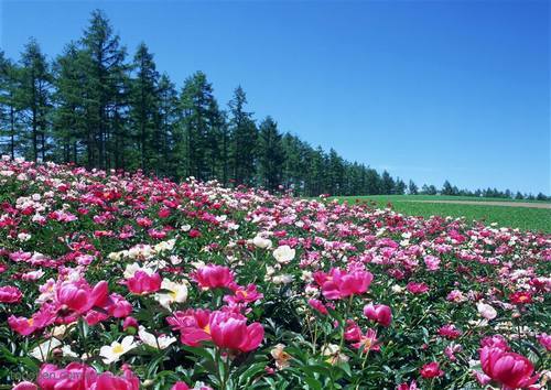 南方花卉繁殖栽培管理图片 南方花卉繁殖栽培管理图片