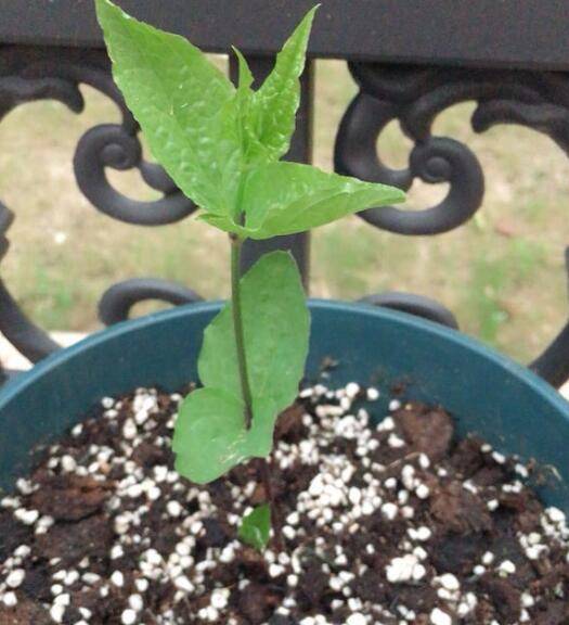 铁线莲小苗怎么养