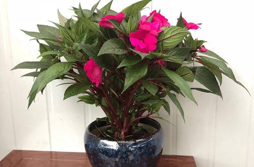 1570338005442797.jpg 非洲凤仙花的养殖技巧