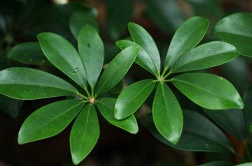 1565271697364952.jpg 盆栽鸭掌木怎么养茂盛