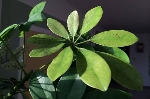 1565271709774141.jpg 盆栽鸭掌木怎么养茂盛