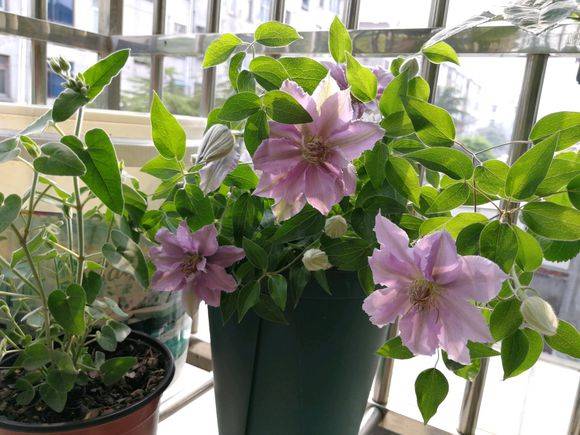 铁线莲的换盆时间和注意事项