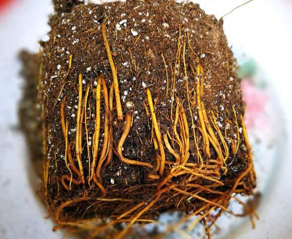 铁线莲的换盆时间和注意事项