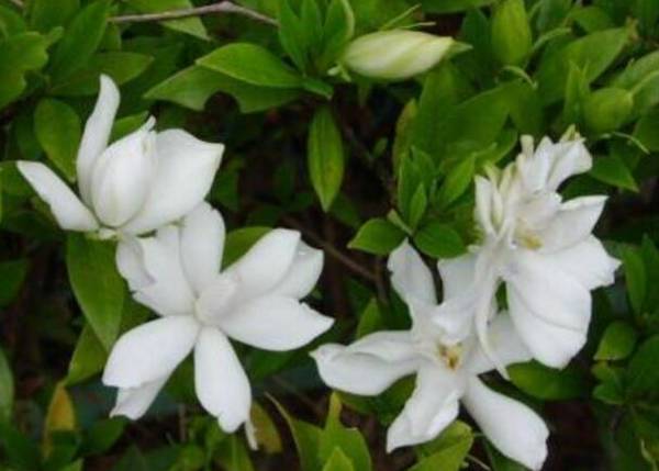 微型栀子花的7点养护经验分享