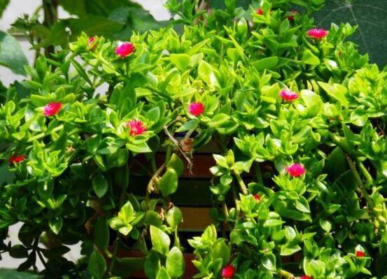 樱花吊兰五大养护技巧花开满盆