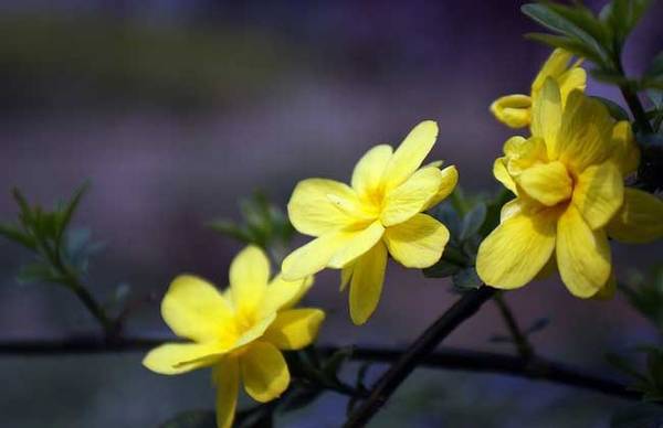 盆栽迎春花的养殖方法