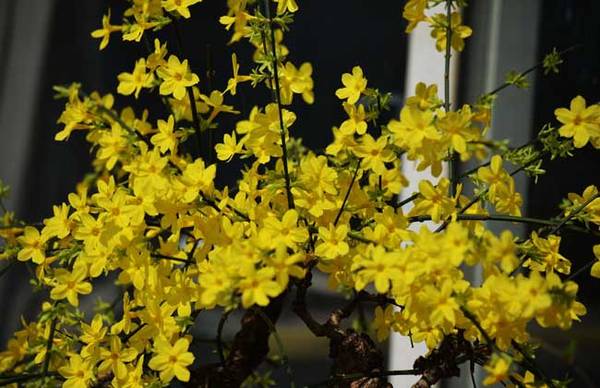 盆栽迎春花的养殖方法
