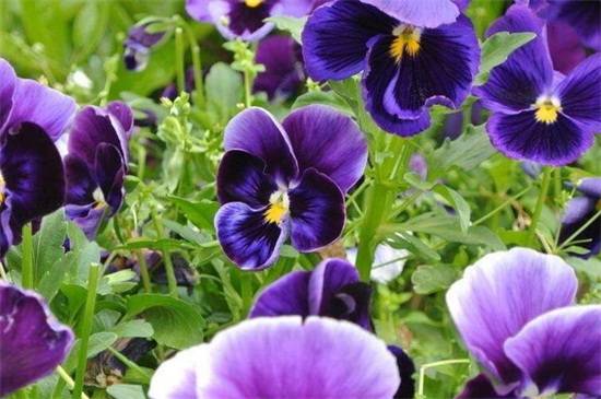 三色堇养护四季浇水方法