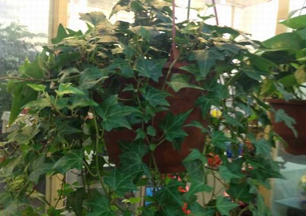 常春藤四季常青的养殖方法和注意事项