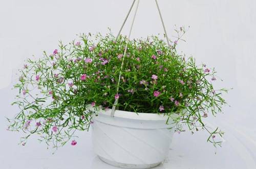 1559737009209564.jpg 满天星的养殖方法和注意事项