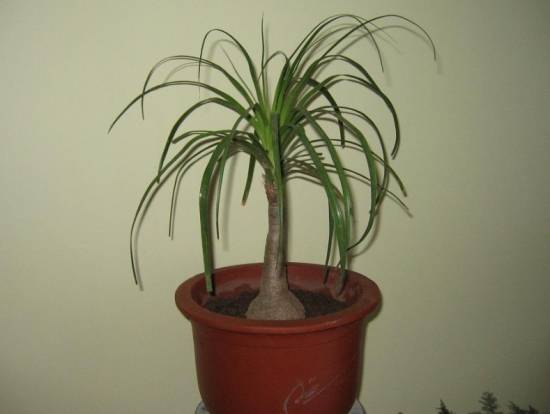 酒瓶兰 酒瓶兰室内养护有什么好处?酒瓶兰的作用盘点