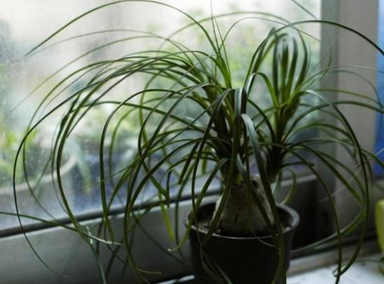 酒瓶兰 酒瓶兰室内养护有什么好处?酒瓶兰的作用盘点