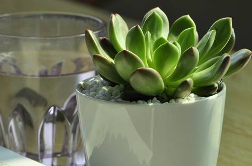 1546006963106761.jpg 老人养花有什么好处 老人养花注意事项须知