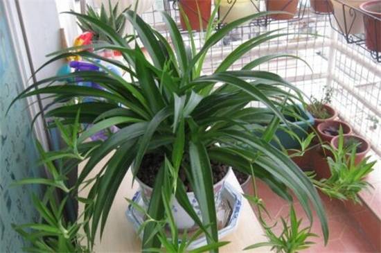 卧室放什么花好?适合卧室摆放的花卉推荐