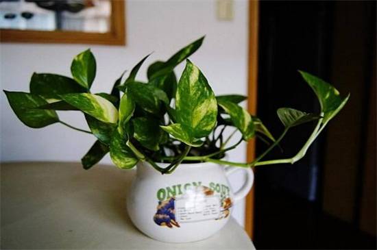 卧室放什么花好?适合卧室摆放的花卉推荐