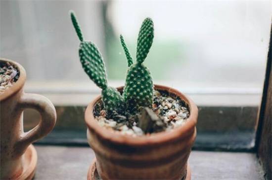 卧室放什么花好?适合卧室摆放的花卉推荐