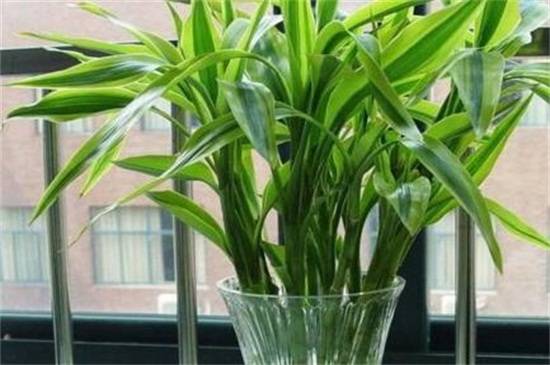 卧室放什么花好?适合卧室摆放的花卉推荐