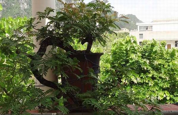 清香木能驱蚊吗?