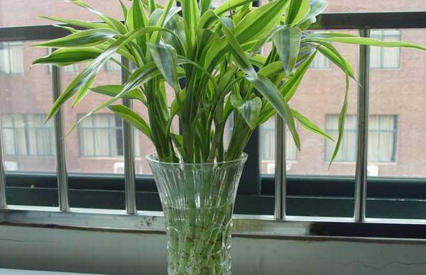 富贵竹可以放卧室养吗?有什么好处