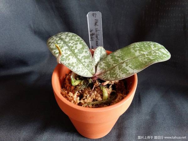 ԭֺ.Phal. schilleriana MSH¼